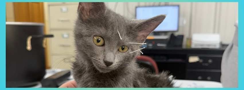 Cat Acupuncture