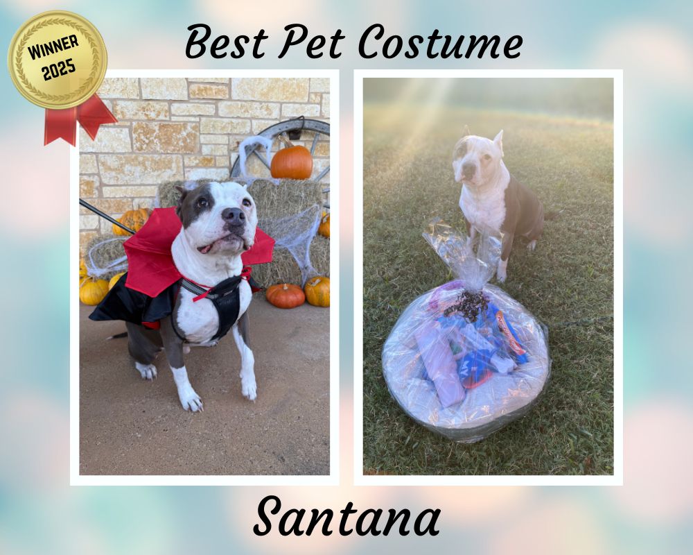 Best Pet Costume