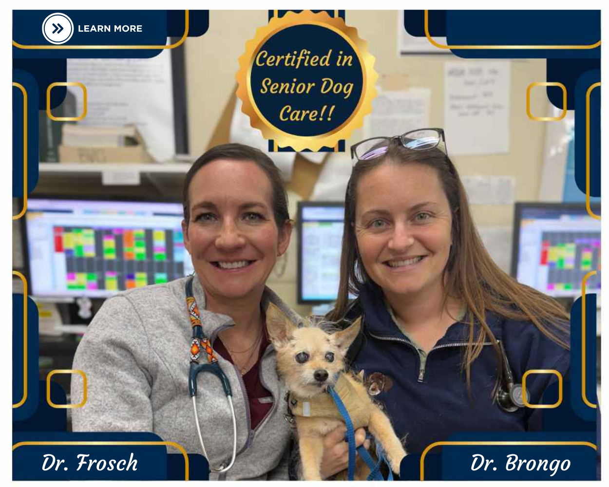 Certified in Senior Dog Care!!
