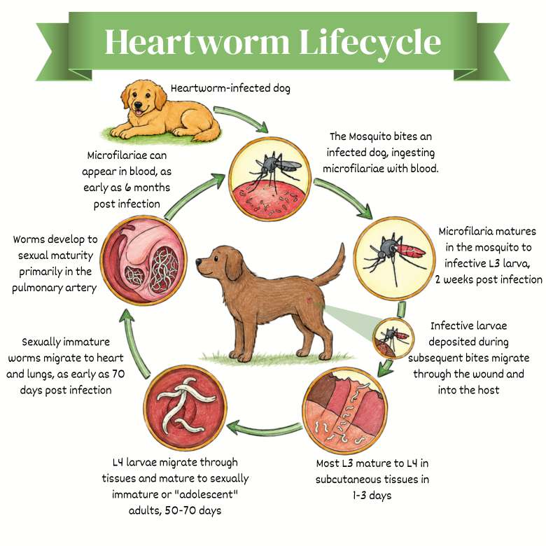 Heartworm Lifecycle