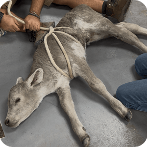 Norman the Calf 