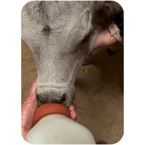 Norman the Calf 