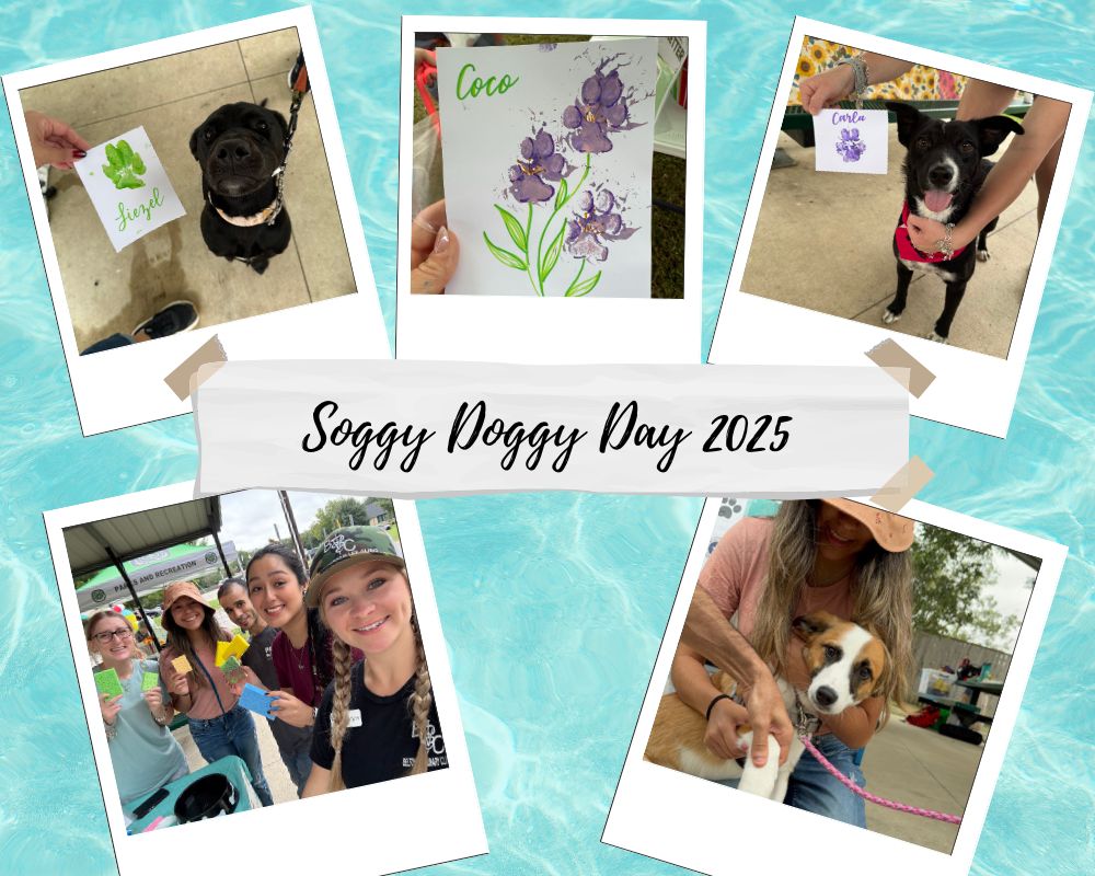 Soggy Doggy Day