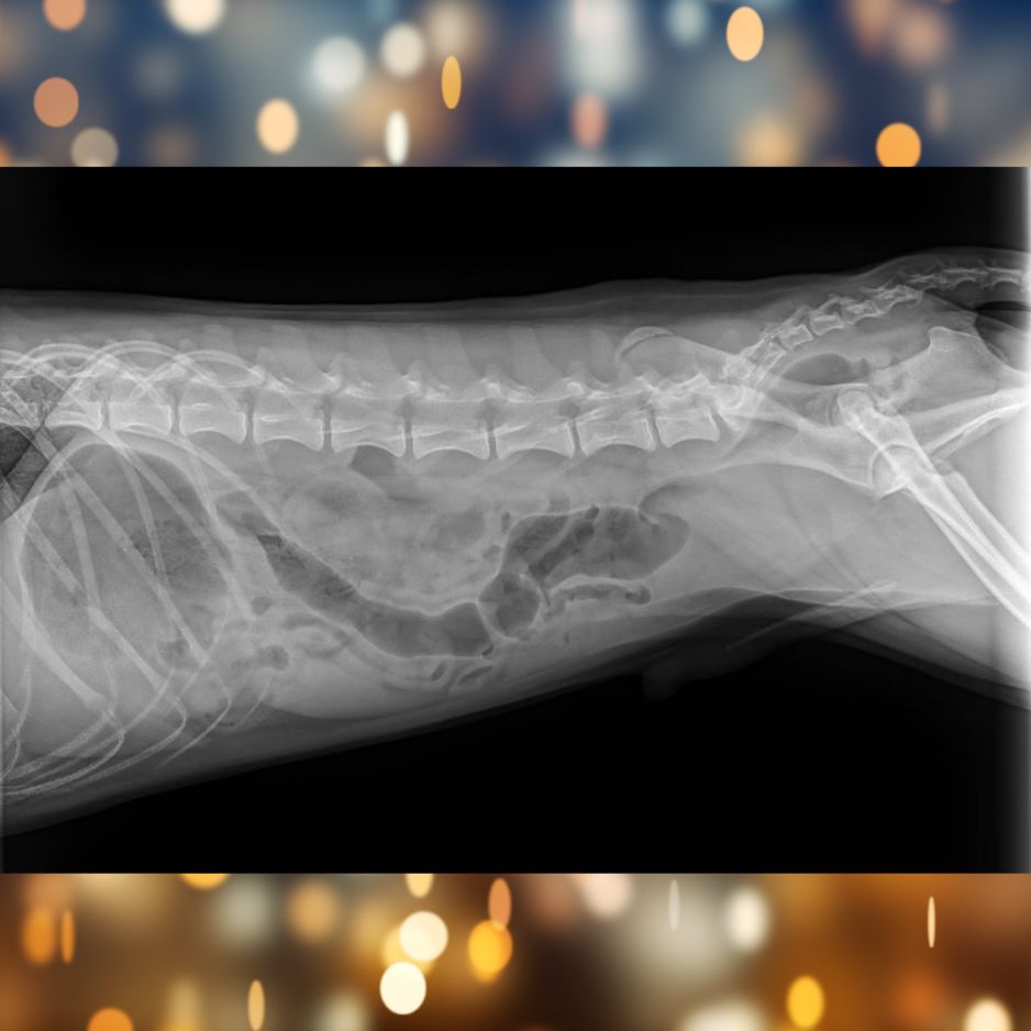 Tito X-rays Day 2