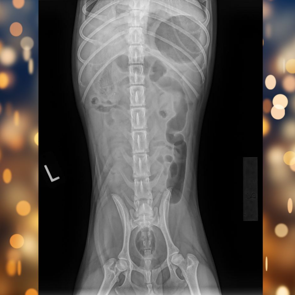 Tito X-rays Day 2