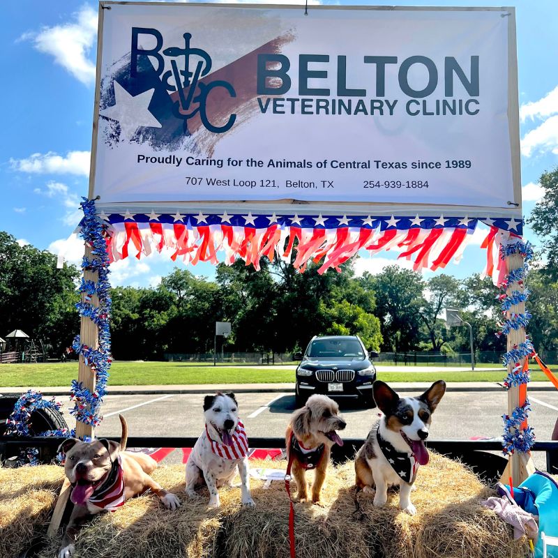 Belton Veterinary Clinic Staff pets ready for the parade