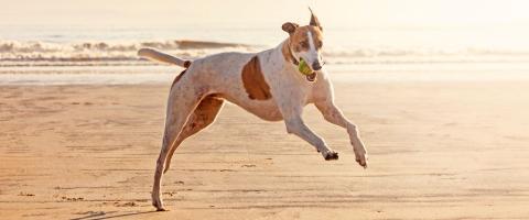 Greyhound running on beach