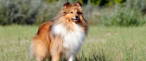 Shetland Sheepdog Breed 