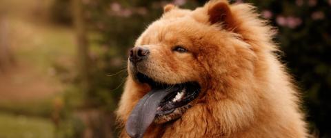 Chow chow dog breed guide