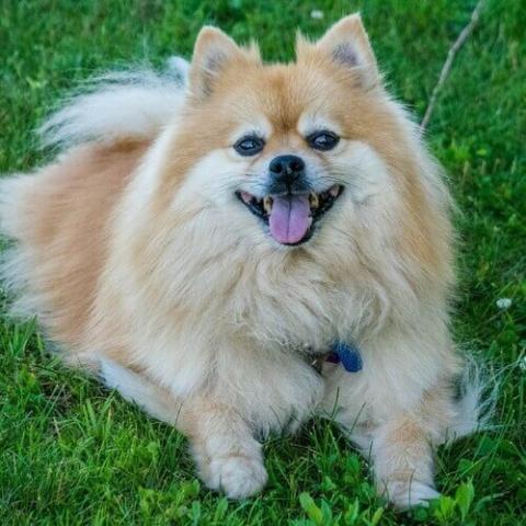 Pomeranian