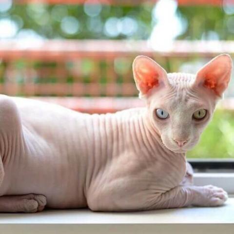 Hairless store siamese cat