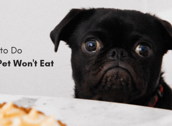 What to Do When Your Pet Won’t Eat