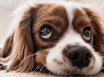 Scary Sounds of Halloween: How to Help a Dog with Noise Aversion