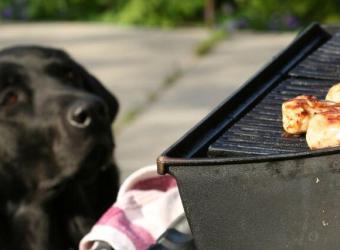 BBQers Beware: Common Summertime Dog Choking Hazards and Bowel Obstruction Risks