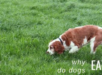 Why Do Dogs Eat Poop?
