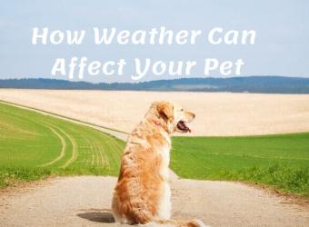 How Can the Weather Affect Your Pet?