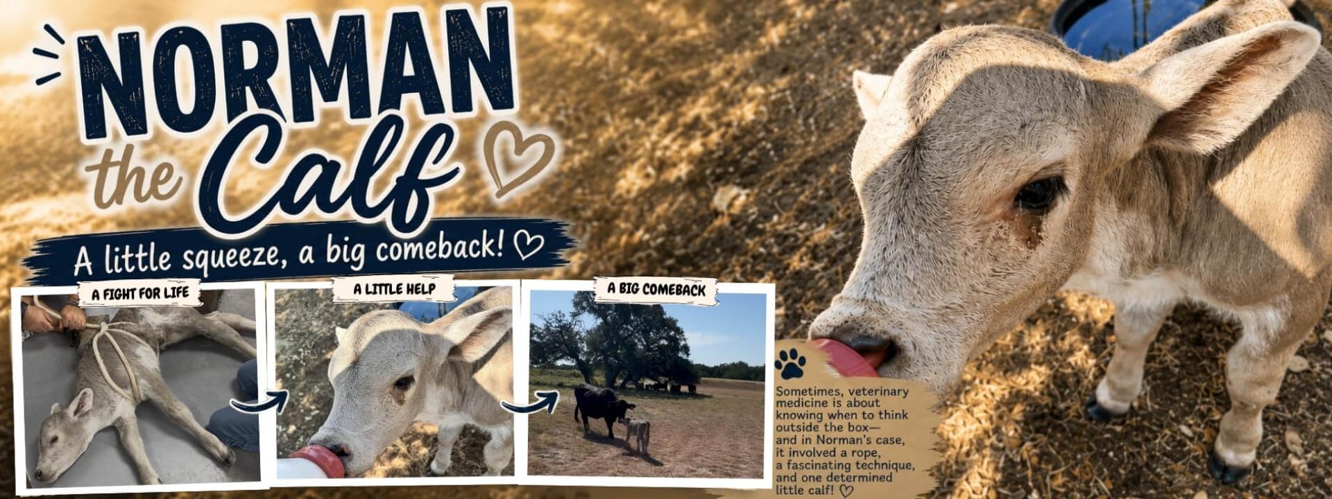 Norman the Calf 