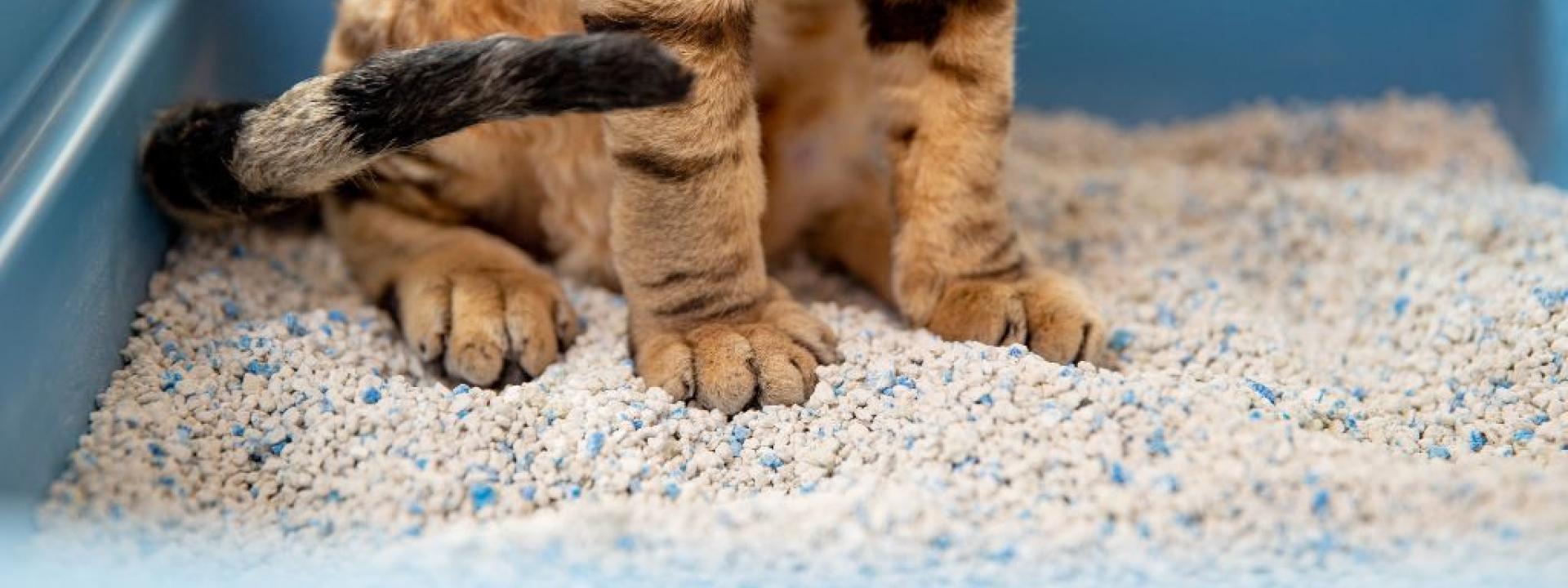 Cat digging litter out hotsell of box