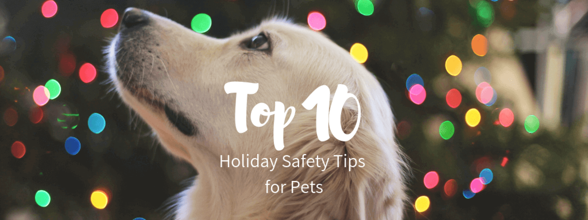 Top 10 Holiday Safety Tips For Pets