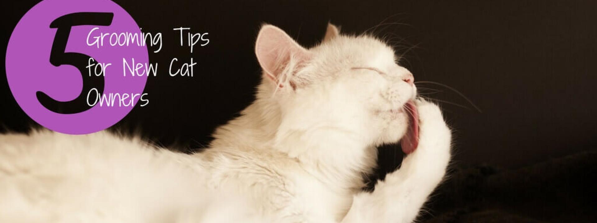 cat-grooming-tips-Blog-Header.jpg