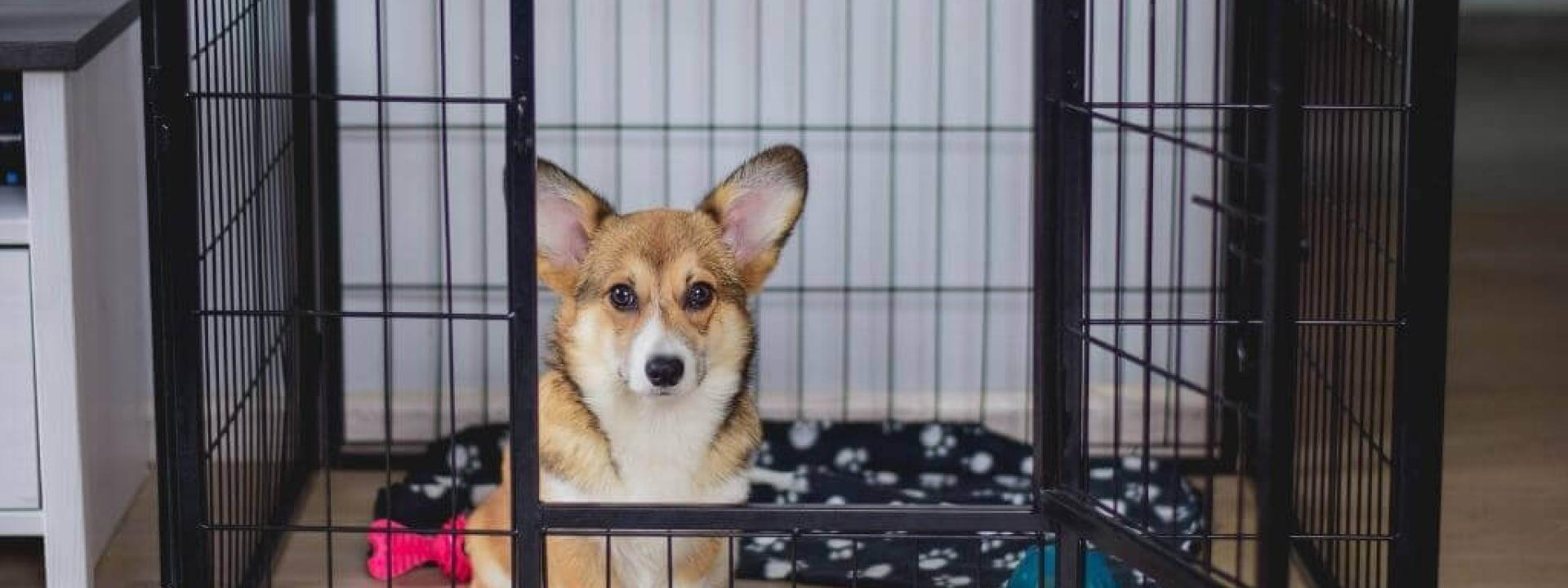 Ready to Give Up on Crate Training Try These Tips