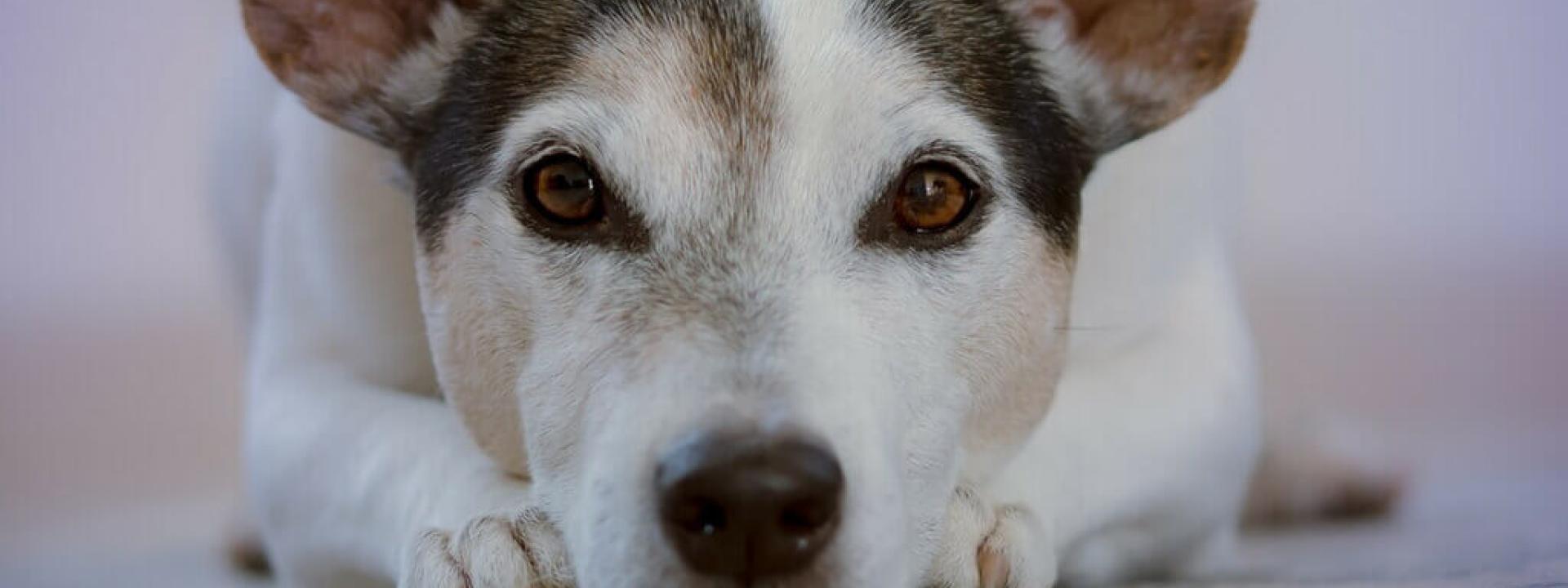 dog-dna-blog-header.jpg