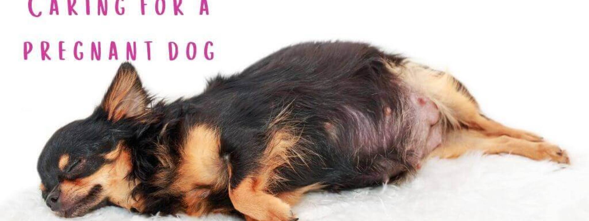 Pregnant Dog Care Tips