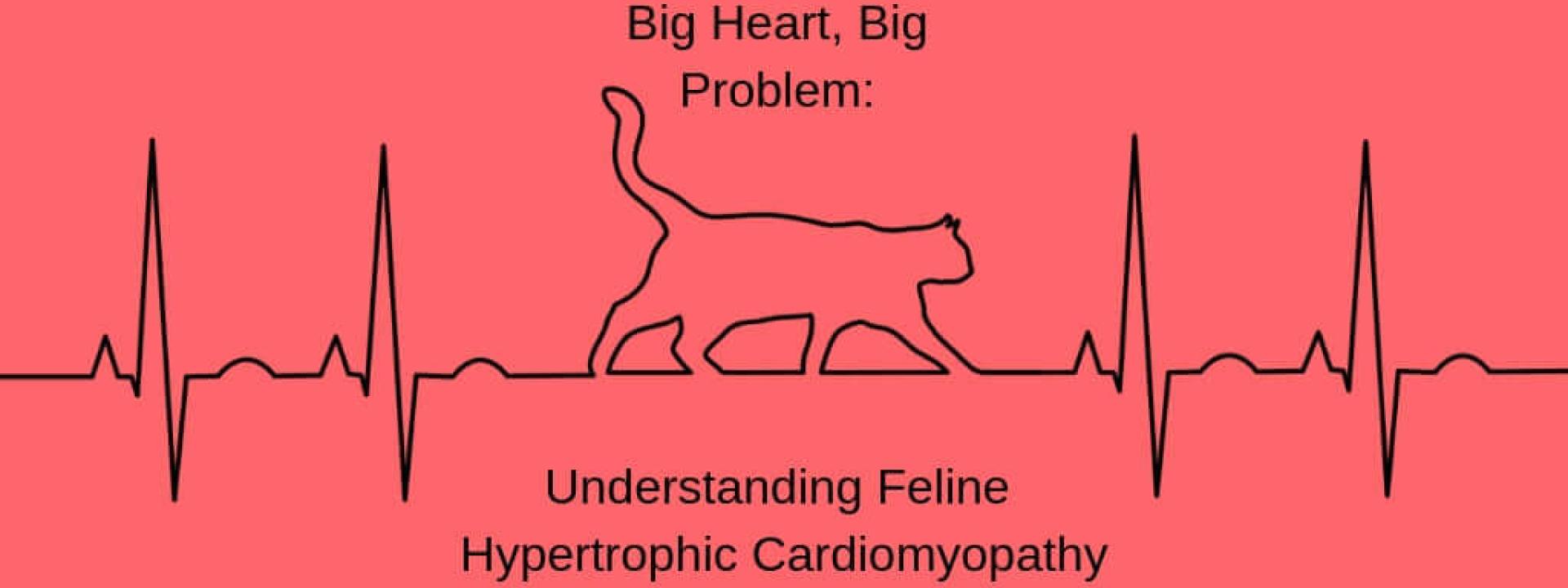 Big Heart Big Problem Understanding Feline Hypertrophic Cardiomyopathy