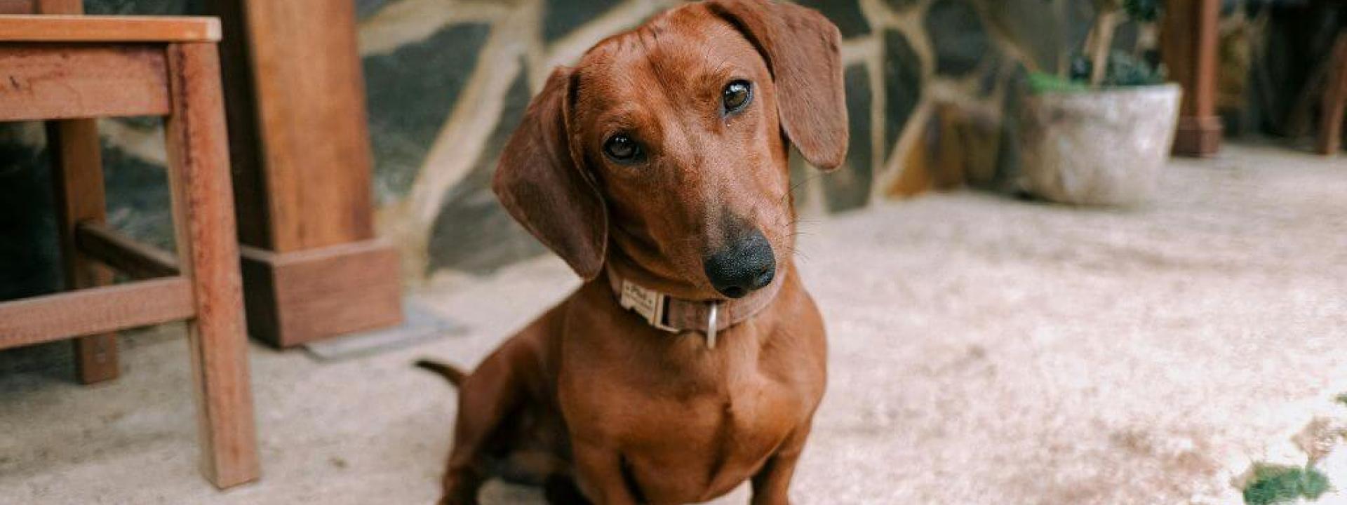 Small brown dog sitting