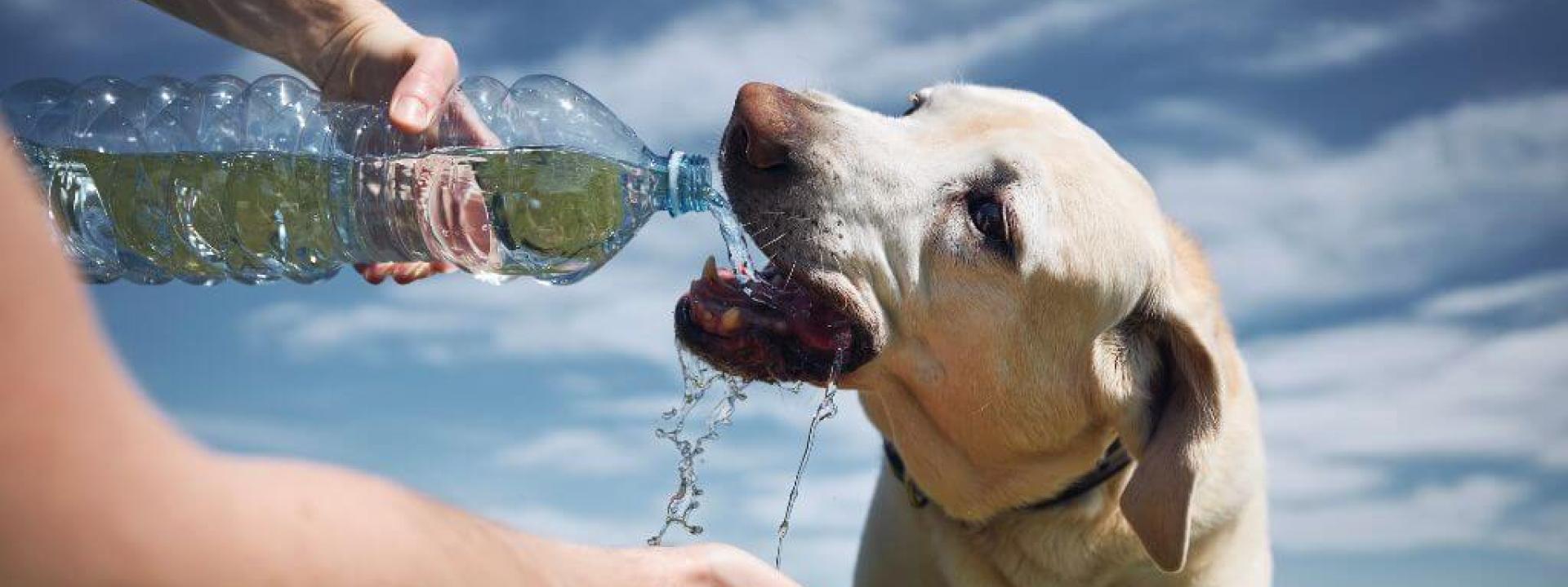 Dog drinking from water bottle poured by owner